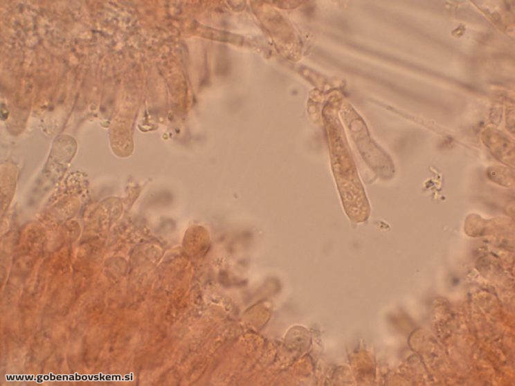 PLEUROTUS PULMUNARIUS KOR 8 6 26