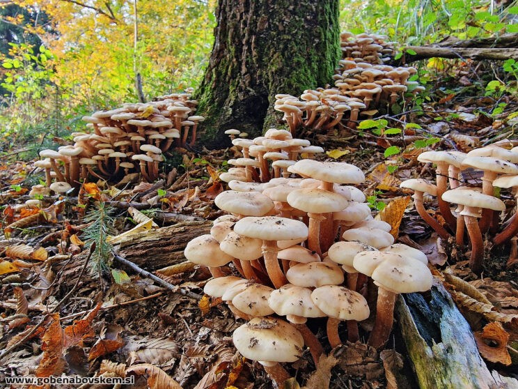 ARMILLARIA MELLEA