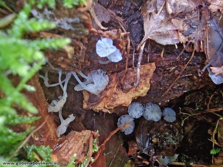 Delicatula integrella3