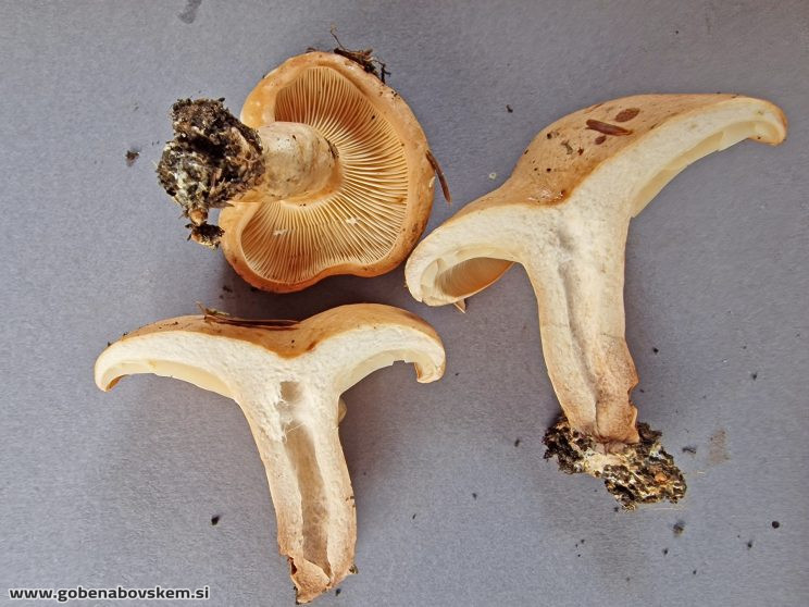 LACTARIUS PALIDUS MANGRT2