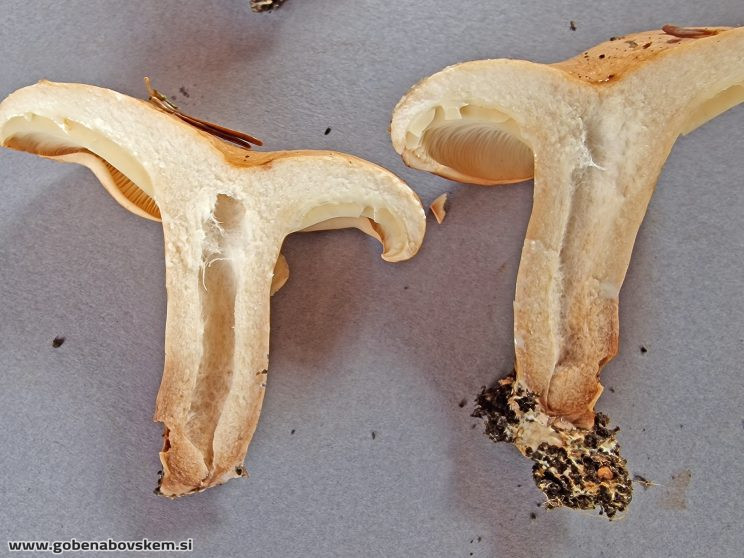 LACTARIUS PALIDUS MANGRT3