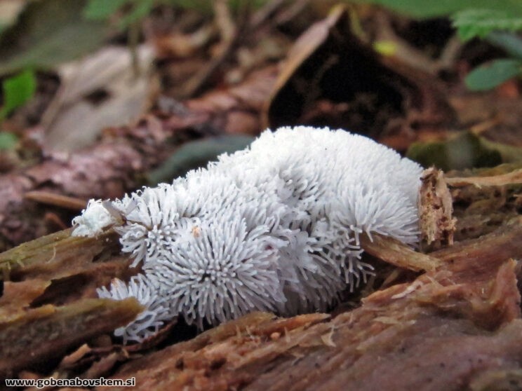 CERATOMYXA FRUTICULOSA