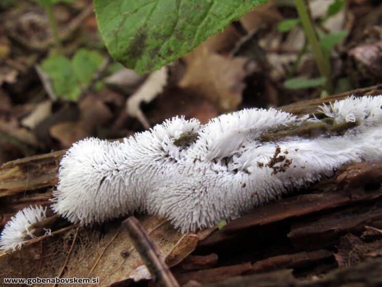 CERATOMYXA FRUTICULOSA3