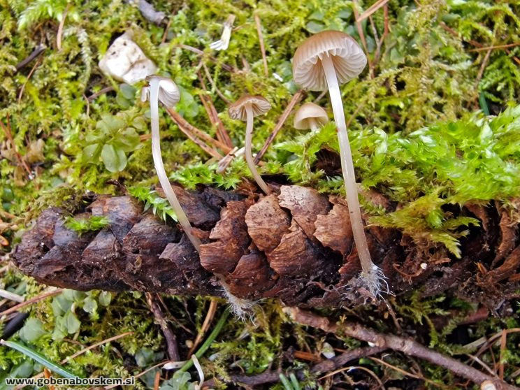 MYCENA LEPTOCEPHALA