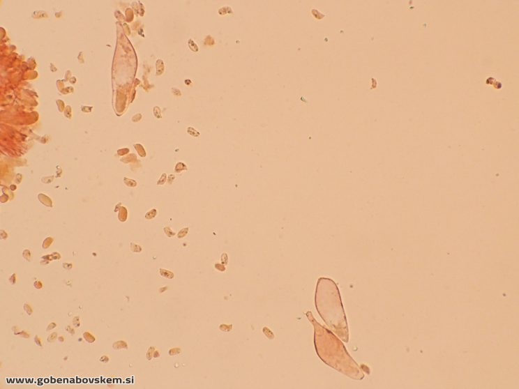 MYCENA LEPTOCEPHALA RABELK CHEILO 3 3 26