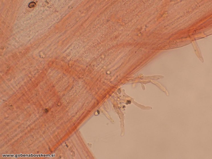 MYCENA LEPTOCEPHALA RABELK KAULO 3 3 26 3