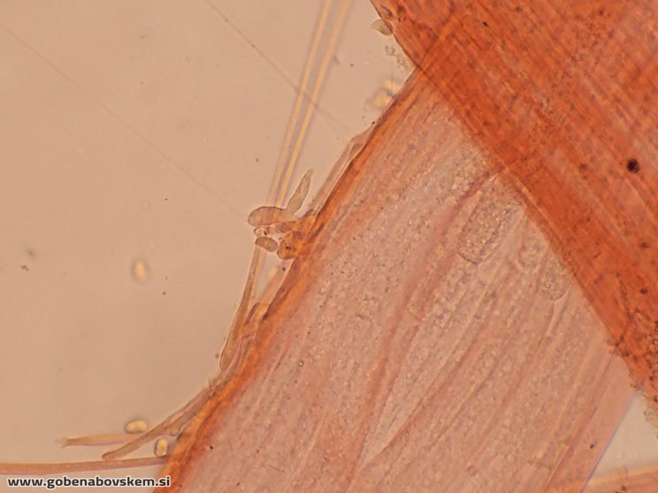 MYCENA LEPTOCEPHALA RABELK KAULO 3 3 26 4