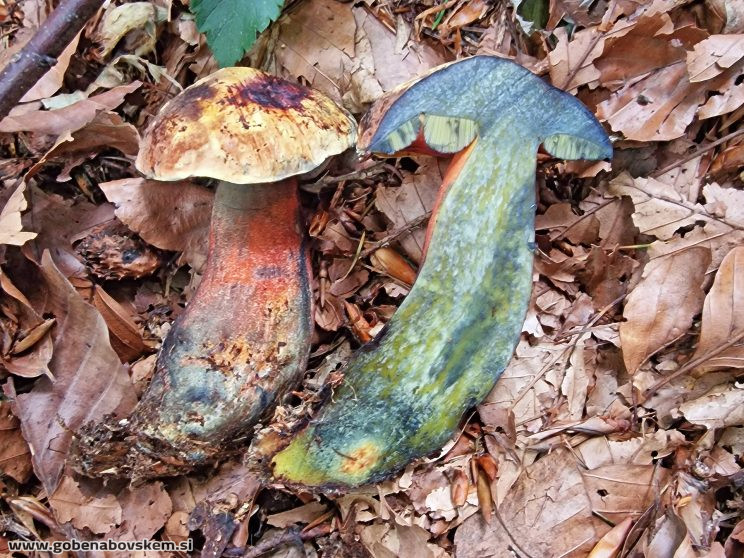 NEOBOLETUS ERYTHROPUS (1)