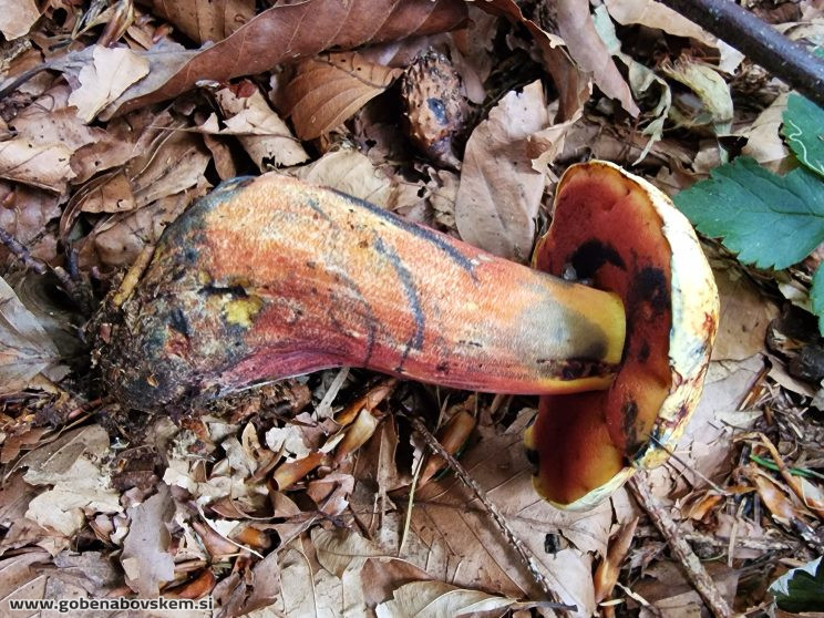 NEOBOLETUS ERYTHROPUS (2)