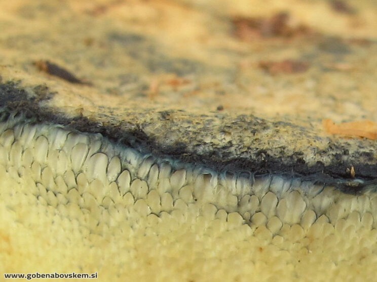 GYROPORUS CYANESCENS
