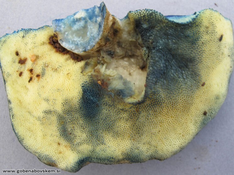 GYROPORUS CYANESCENS2