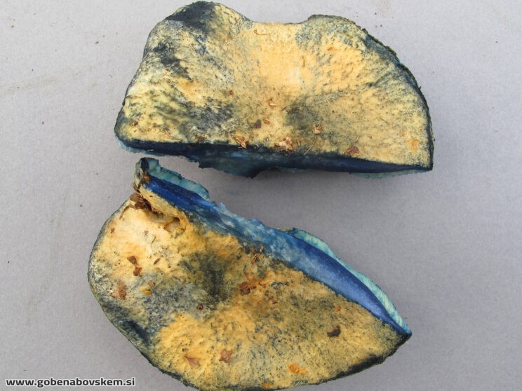 GYROPORUS CYANESCENS3