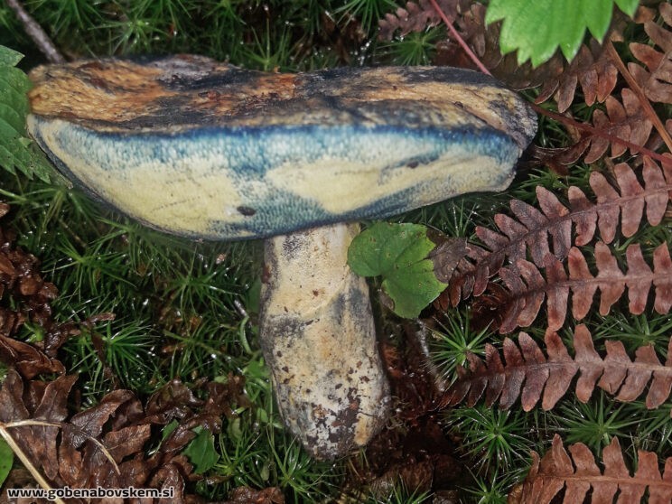 GYROPORUS CYANESCENS8