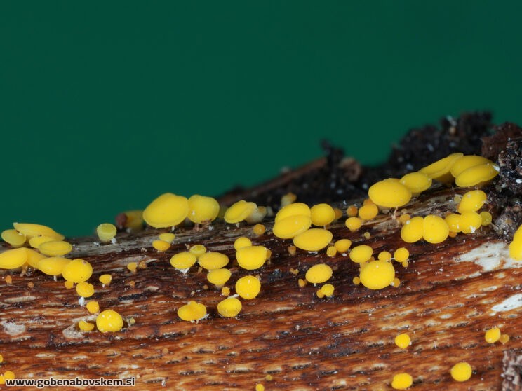 BISPORELA CITRINA (1)