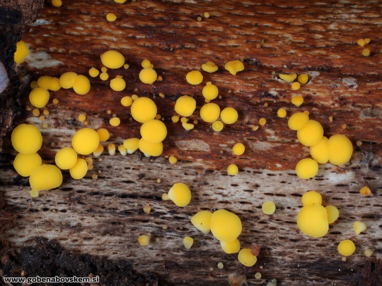 BISPORELA CITRINA (2)