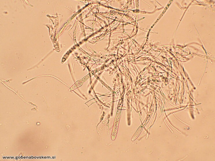 BISPORELLA CITRINA MANGRT DNA (1)