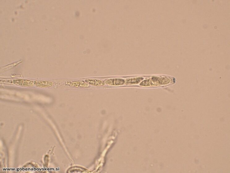 BISPORELLA CITRINA MANGRT DNA (10)