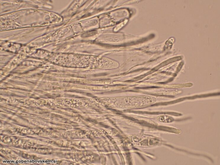 BISPORELLA CITRINA MANGRT DNA (12)