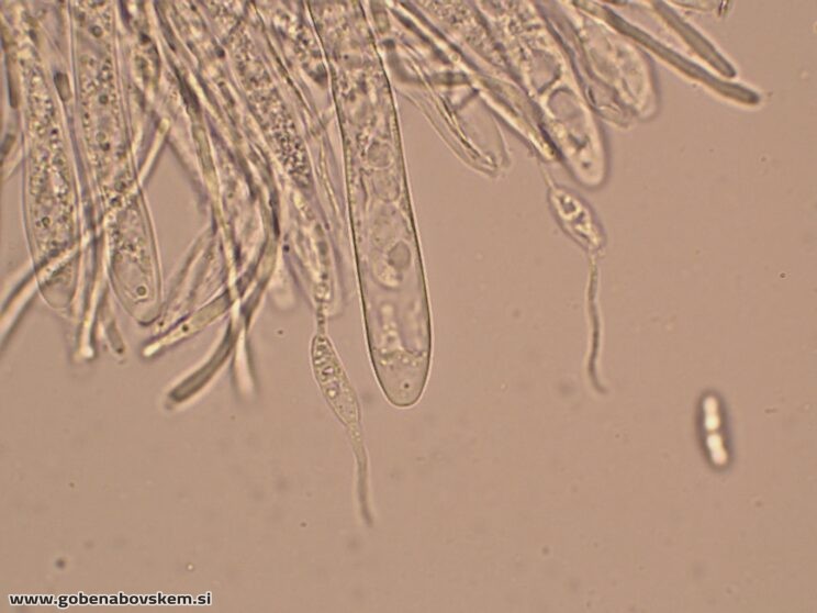 BISPORELLA CITRINA MANGRT DNA (13)