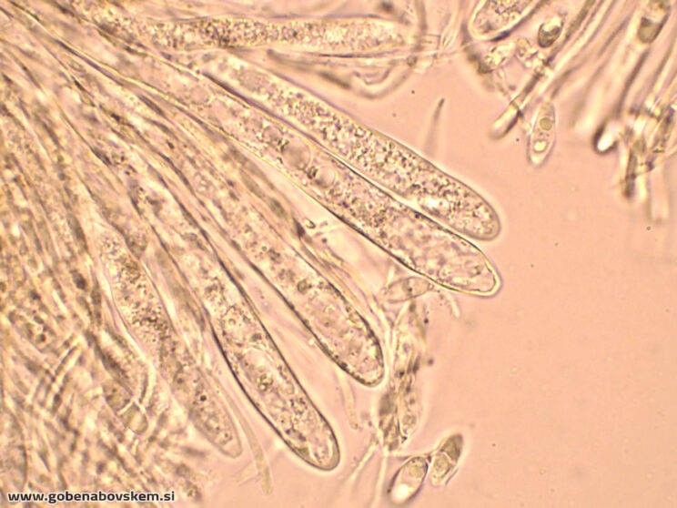 BISPORELLA CITRINA MANGRT DNA (14)
