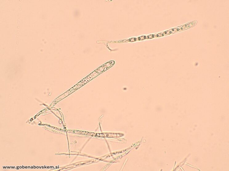 BISPORELLA CITRINA MANGRT DNA (15)