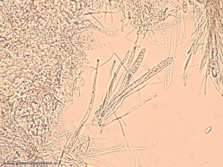 BISPORELLA CITRINA MANGRT DNA (16)