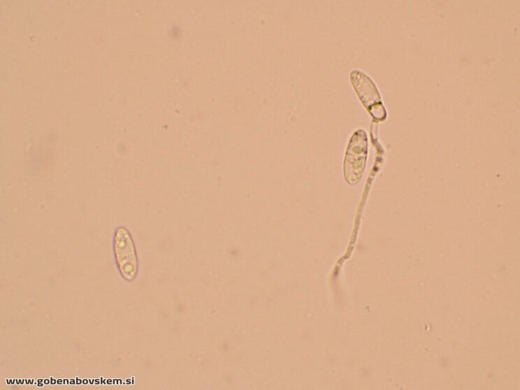 BISPORELLA CITRINA MANGRT DNA (17)