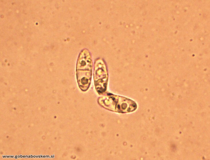 BISPORELLA CITRINA MANGRT DNA (18)
