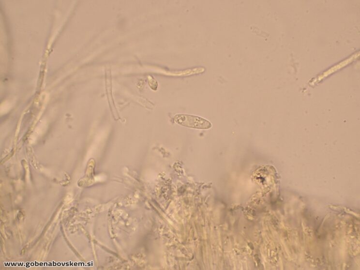 BISPORELLA CITRINA MANGRT DNA (19)