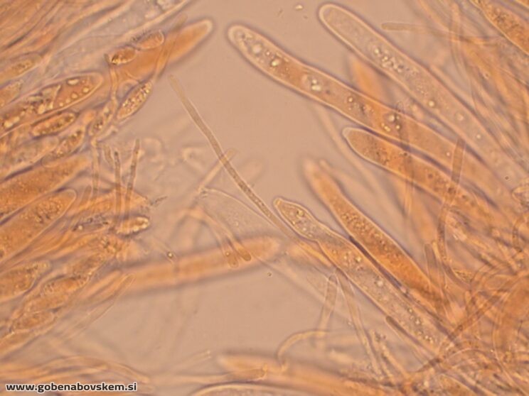 BISPORELLA CITRINA MANGRT DNA (2)