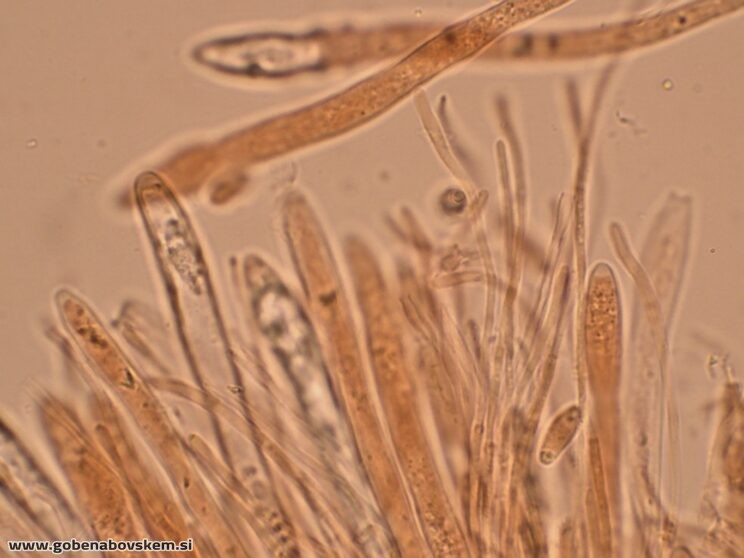 BISPORELLA CITRINA MANGRT DNA (3)