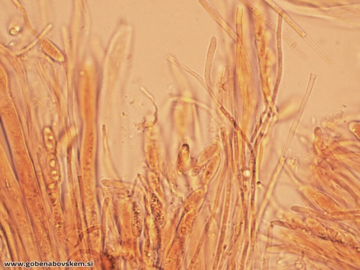 BISPORELLA CITRINA MANGRT DNA (4)