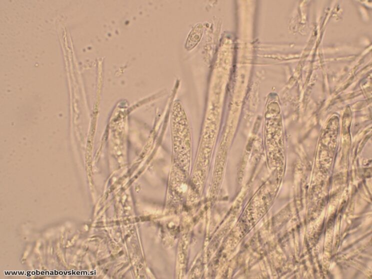 BISPORELLA CITRINA MANGRT DNA (5)