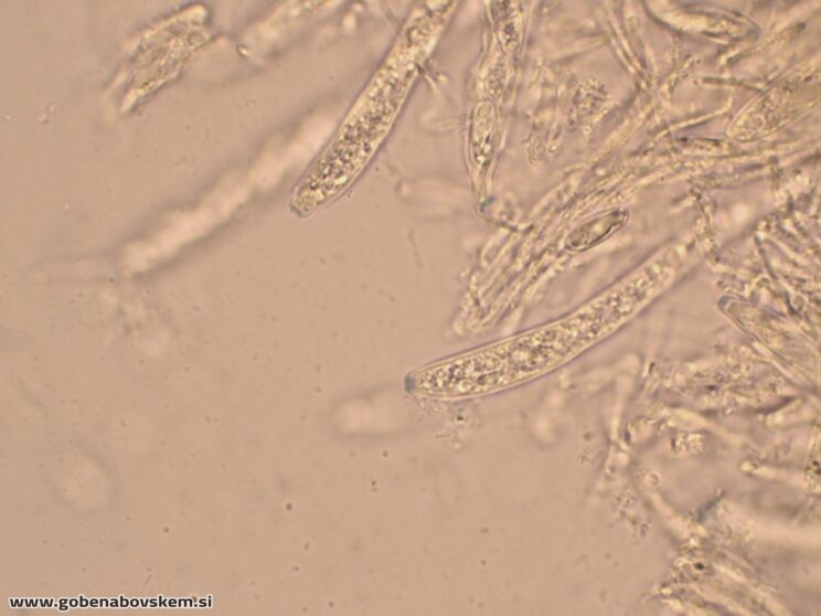 BISPORELLA CITRINA MANGRT DNA (6)