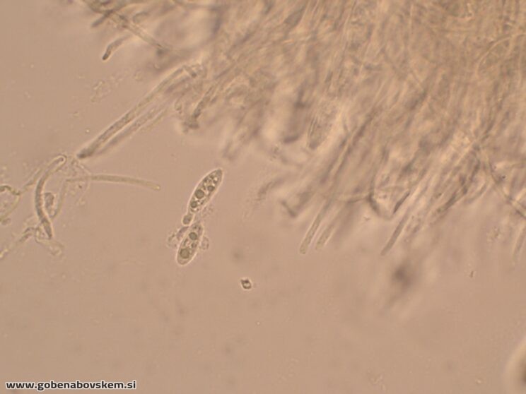 BISPORELLA CITRINA MANGRT DNA (7)