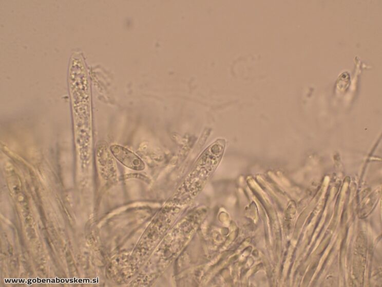 BISPORELLA CITRINA MANGRT DNA (8)