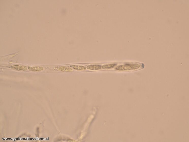 BISPORELLA CITRINA MANGRT DNA (9)