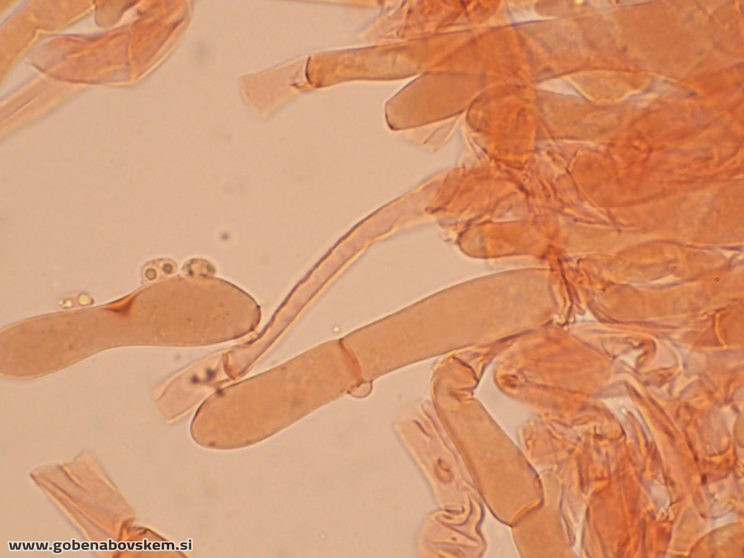 SPODOCYBE TRULIFORMIS HOLMSKI 10 10 26 2