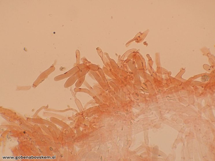 SPODOCYBE TRULIFORMIS HOLMSKI 10 10 26 3