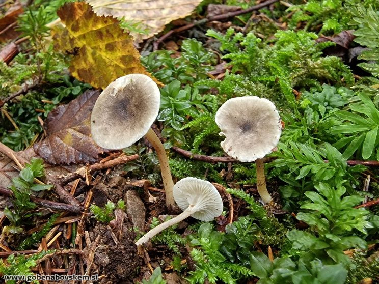 SPODOCYBE TRULLIFORMIS HUMSKI 10 10 26