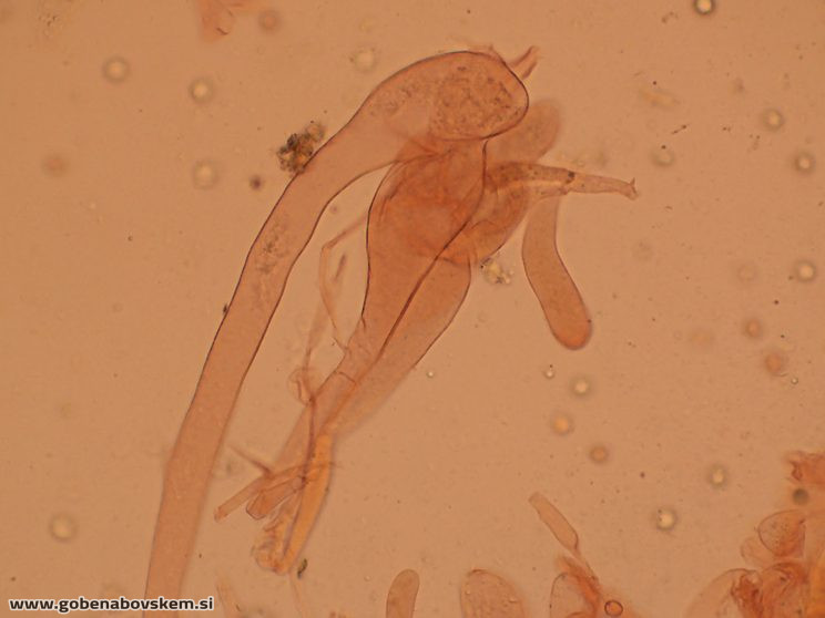 PLUTEUS PLAUTUS GOŠČA (9)