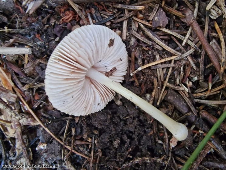 PLUTEUS PLAUTUS2