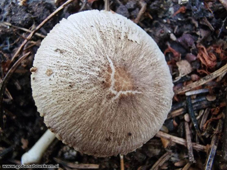 pPLUTEUS PLAUTUS GOŠČA