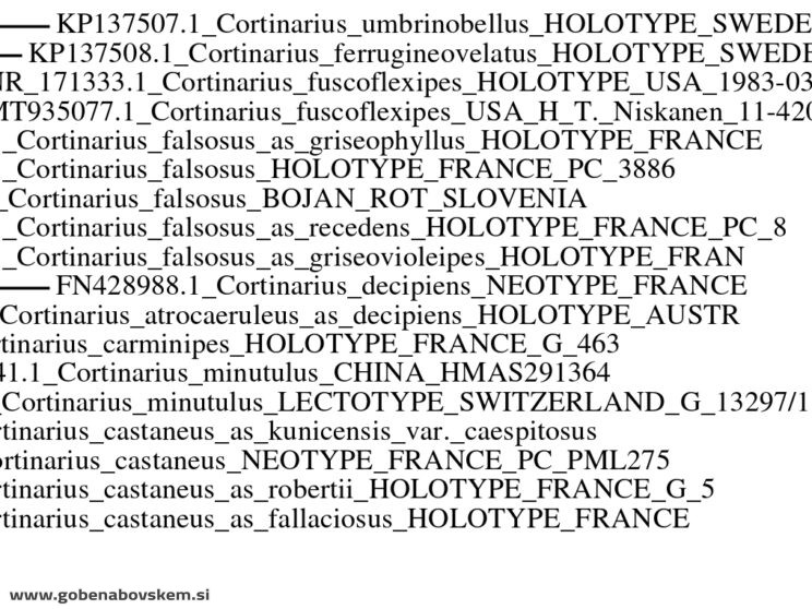 CORTINARIUS FALSOSUS9