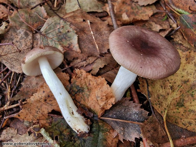 RUSSULA VERSICOLOR3