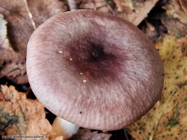 RUSSULA VERSICOLOR4