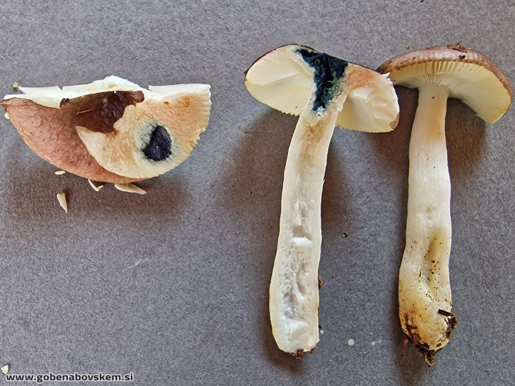 RUSSULA VERSICOLOR6