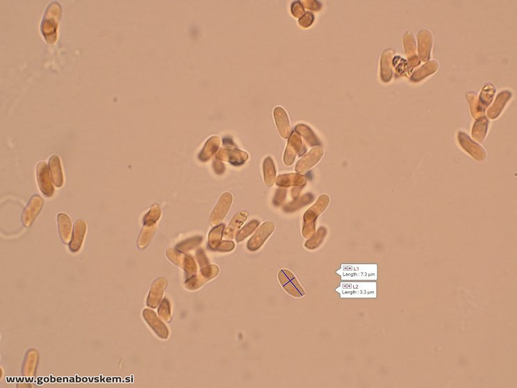 Byssomerulius corium (1)