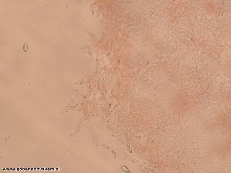 Byssomerulius corium (10)