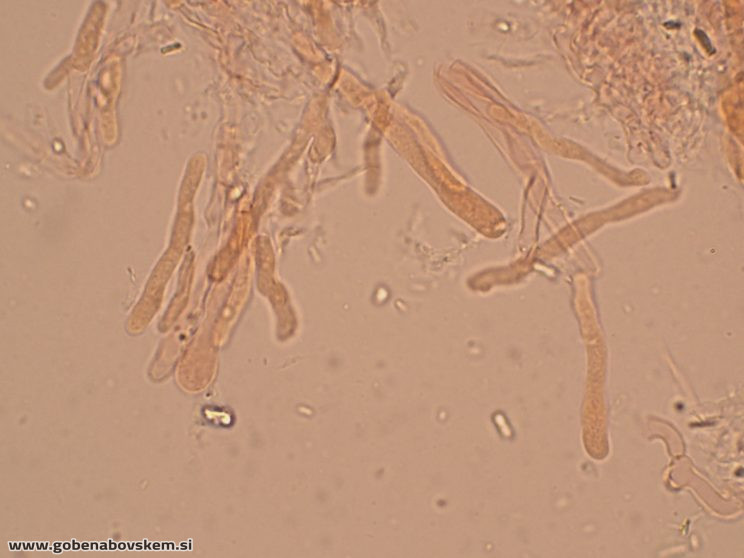 Byssomerulius corium (11)